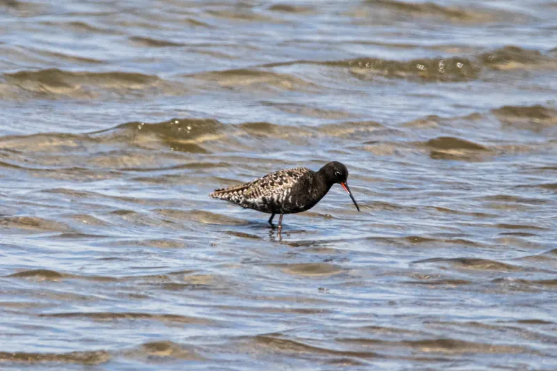 Foto: Dunkler Wasserläufer
