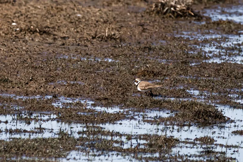 Foto: Flussuferläufer