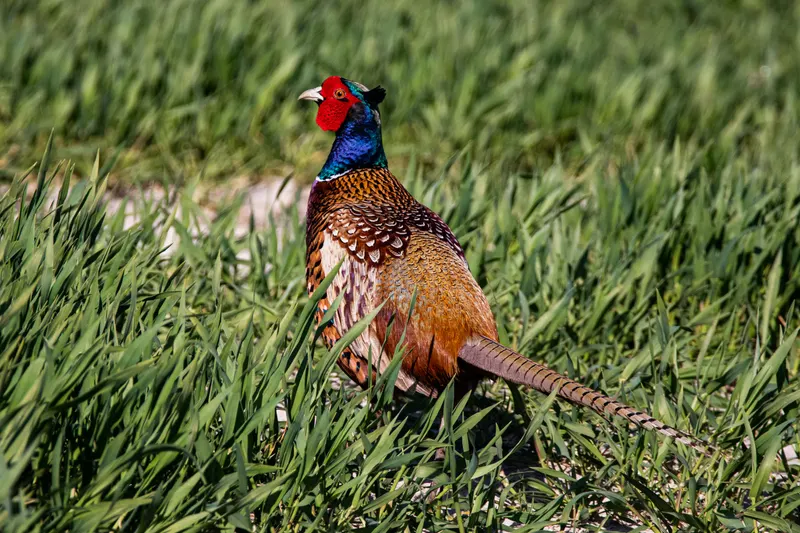 Foto: Jagdfasan