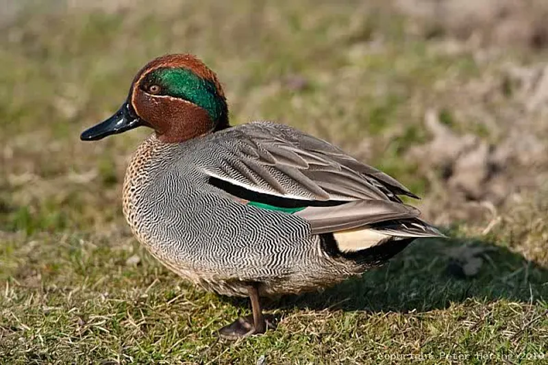Foto: Krickente