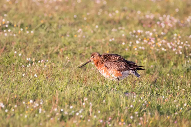 Foto: Pfuhlschnepfe