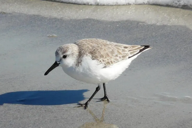 Foto: Sanderling
